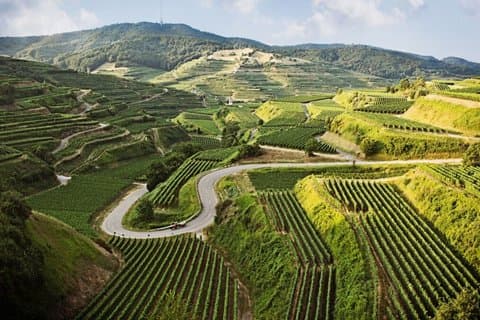 Private Cross Border Wine Tour Alsace and Kaiserstuhl Experience
