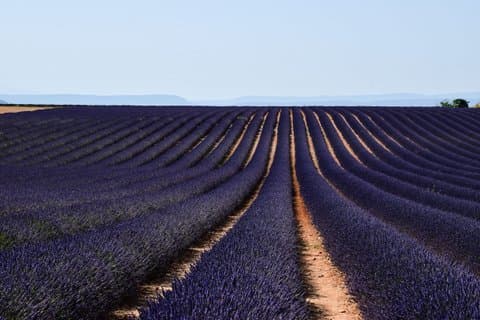 Valensole Lavender Fields & Moustiers Private Tour from Marseille