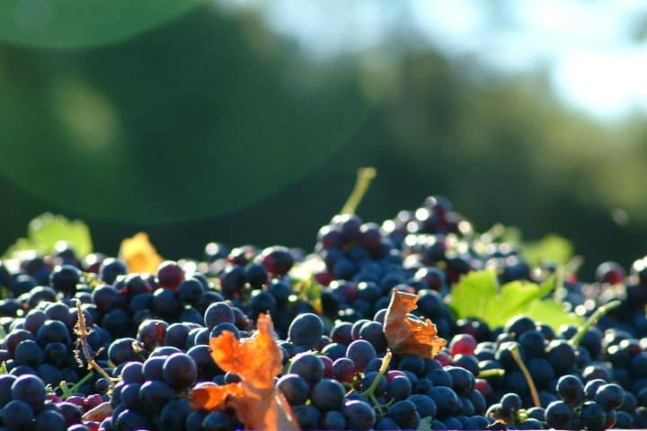 Grapes