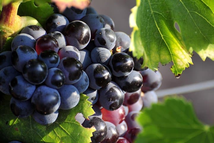 Full day Wine Tour around Luberon from Aix en Provence