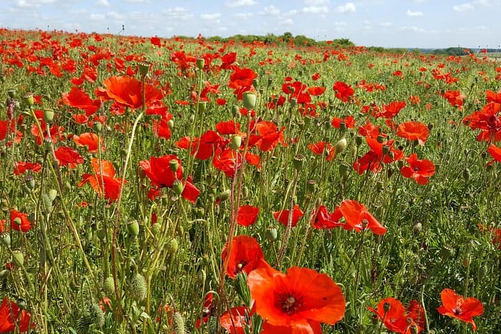 Poppies on the battlefield