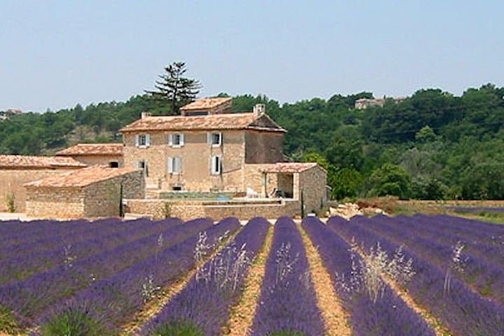lavender