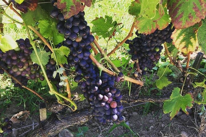 Northern Rhône Valley Wine tour from Lyon Half Day