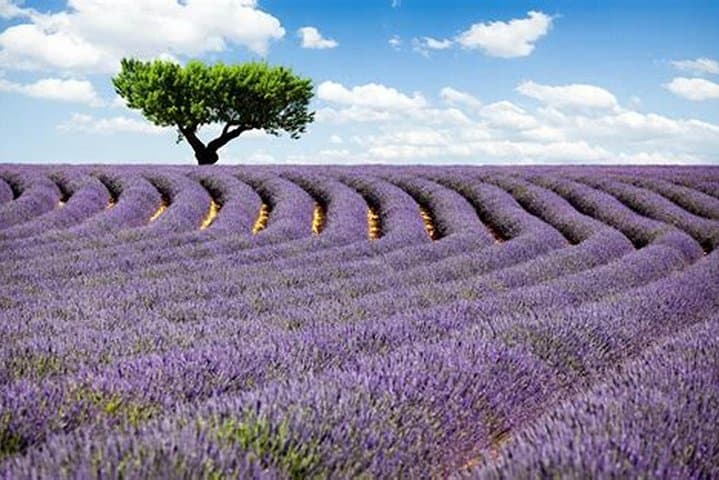 Nice: Gorges of Verdon and Fields of Lavender Tour
