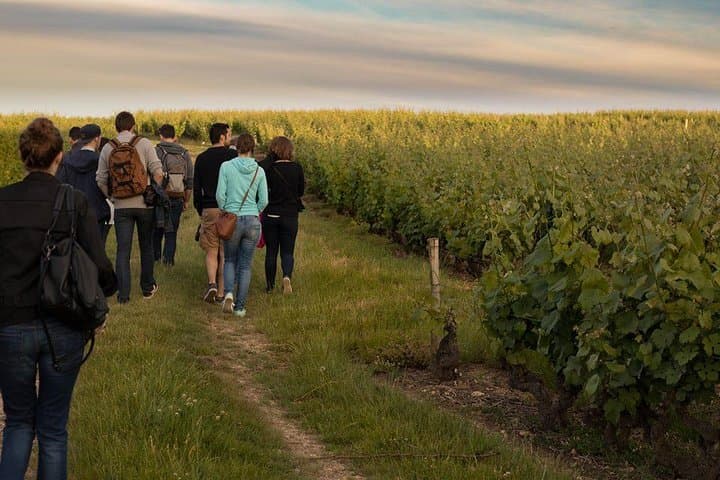 Guided walk in the vineyard of Vouvray, Loire Valley