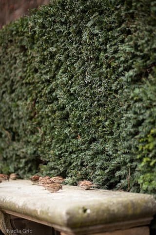 Hotel Sully garden hedge