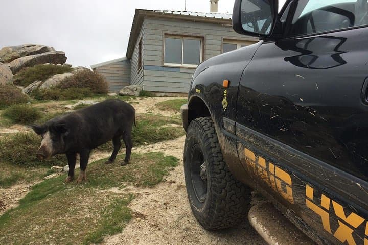 Unusual encounter