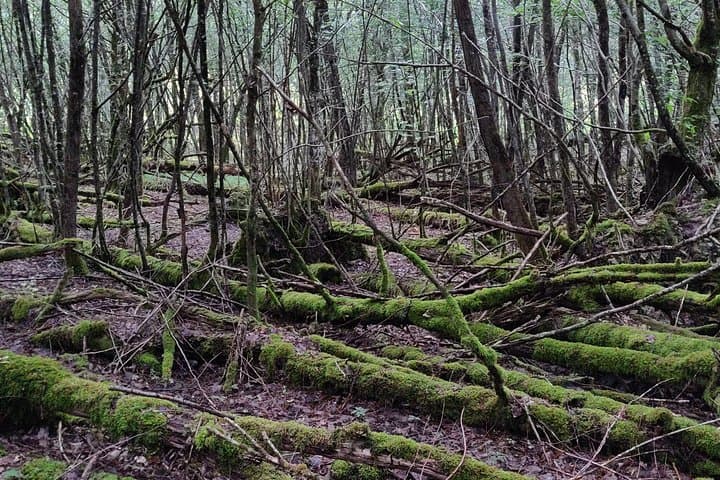 World War 1 Walk Through Trenches and Bunkers