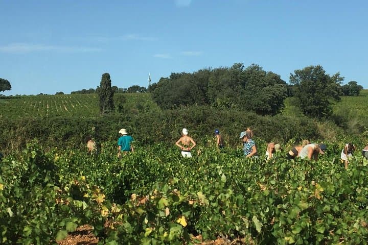 Côtes du Rhône Wine tour: Avignon, Palace of the Popes