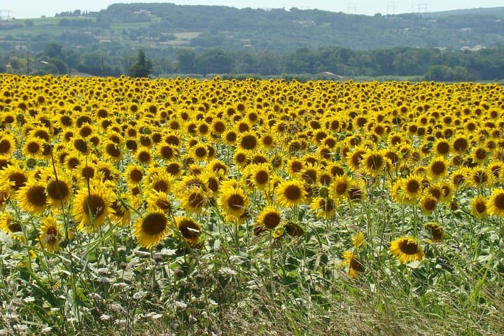 Les Tournesols