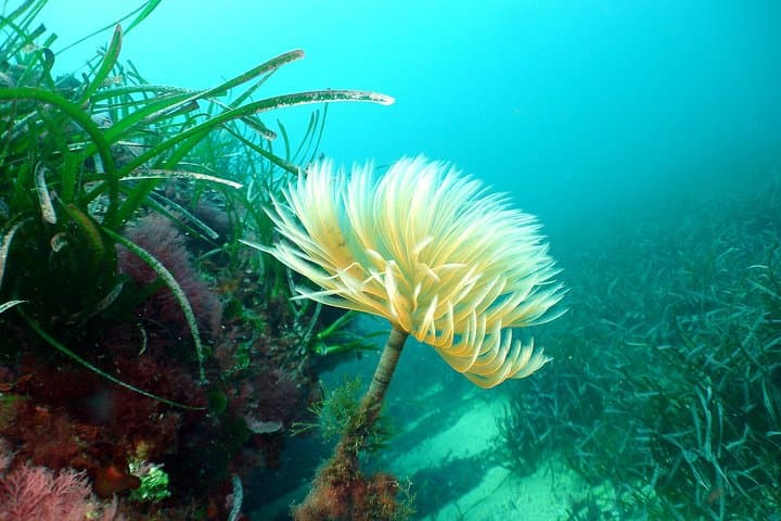 Snorkeling - By boat on site in the Bay of Cannes or Estérel