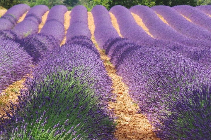 Lavender field