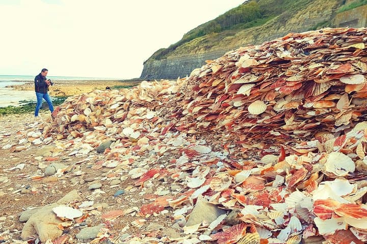 Millions of scallop shells around a small fisherman village