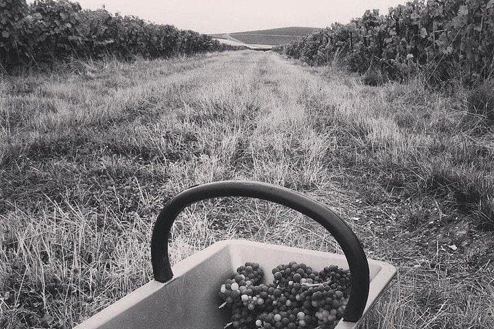 Champagne Lamiable: Stroll and taste in the Grand Cru Champagne vineyard