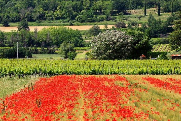 Half Day Villages of Luberon & lavanders Tour from Avignon