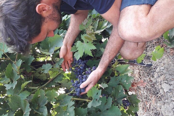 Wine tasting in Sablet