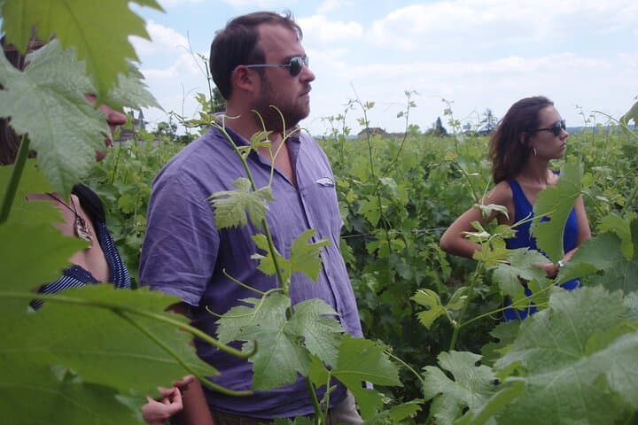 Saint-Émilion: 2 hours - Visit of the vineyard, the cellar and tasting