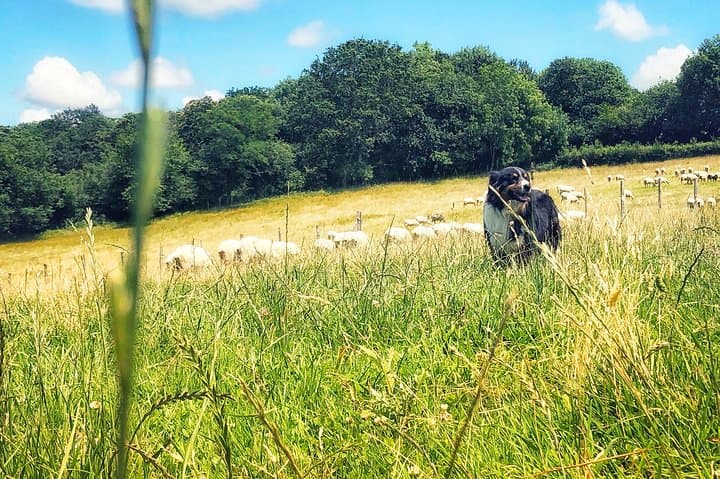 A shepherd dog !