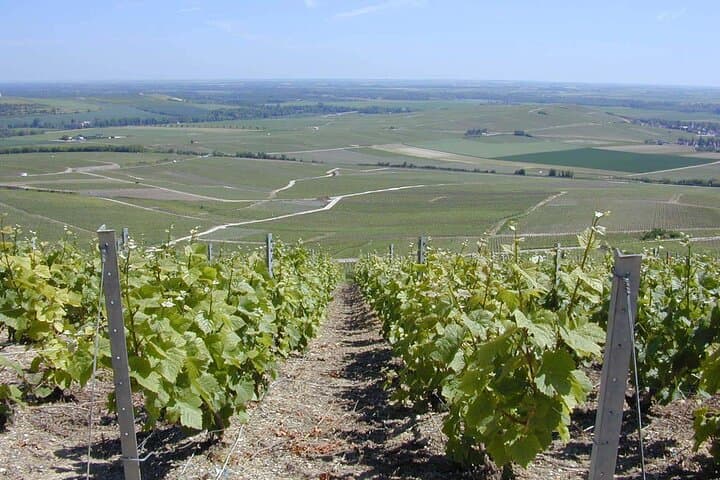 Private Grand & Premier Cru Chardonnay Champagne Vineyard Tour