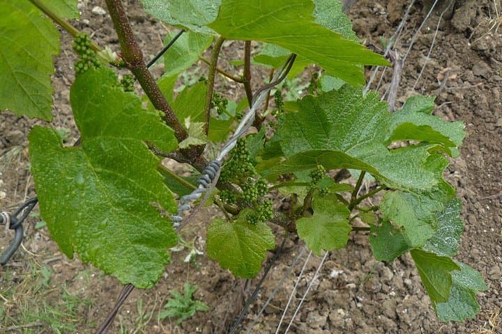 Private Grand & Premier Cru Pinot Noir Champagne Vineyard Tour