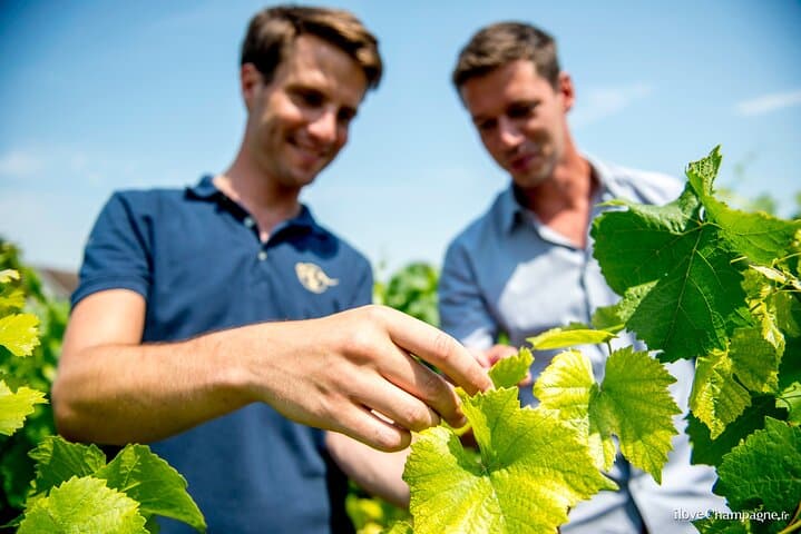 Reims afternoon tour Champagne and family growers