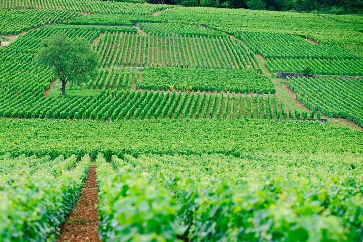Multi Day Private Tour Prestige Burgundy with 12 Premiers & Grands Crus