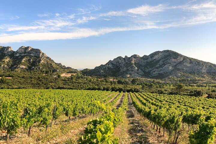 Vineyard of the Alpilles by bike