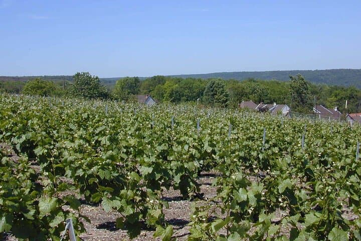 Custom Planned Private Champagne Tour