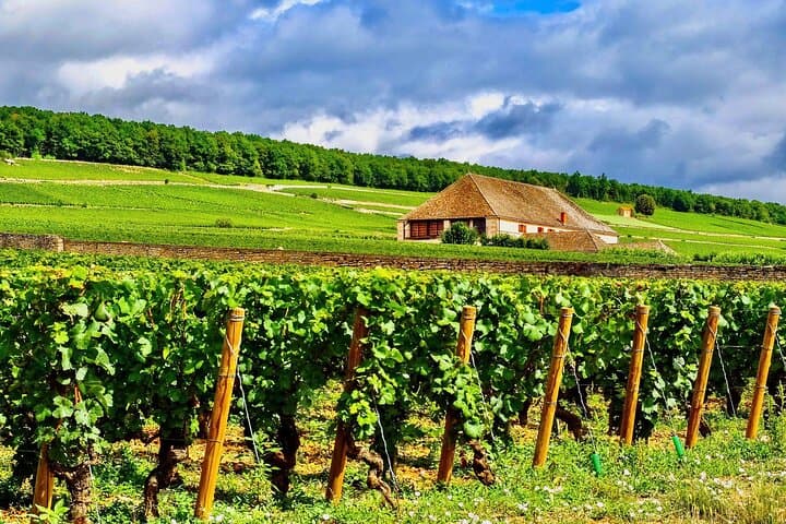 Wine fields. Burgundy.
