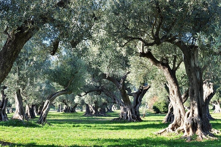 Olive grove in the Alpilles