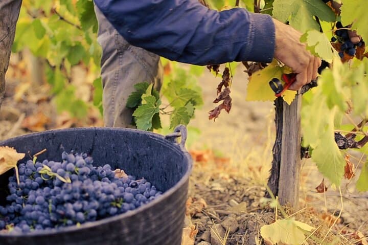 Silky and meticulous work in the vineyard.