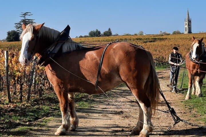 Private Wine Lovers - Super St Emilion - behind the scenes visits top chateaux and medieval town