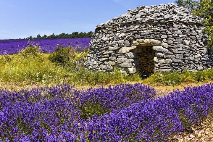 Lavender fields