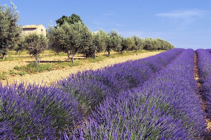 Lavender fields