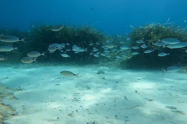 Snorkeling Excursion 2h00 Cap Dramont & Ile d'Or in Saint-Raphaël