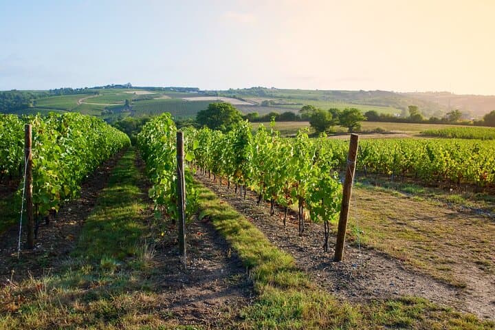 Loire vines