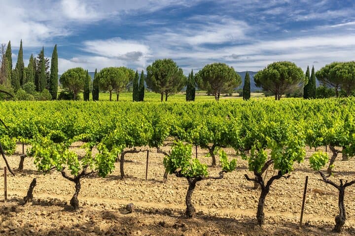 Provence vines