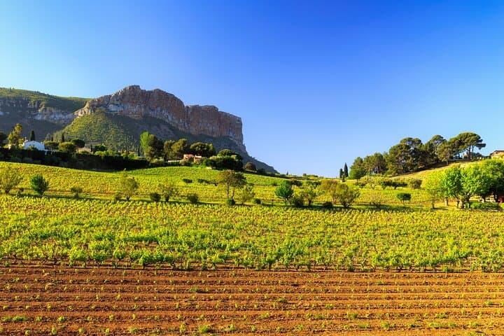 Provence vines