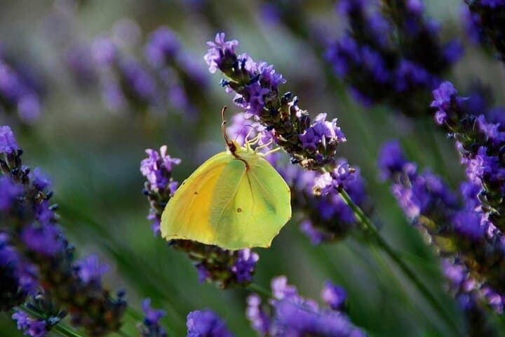Full-day Private Tour Gorges du Verdon (LAVENDER JUNE 15/JULY 15)