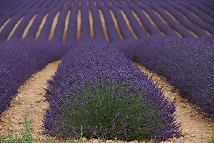 Full-day Private Tour Gorges du Verdon (LAVENDER JUNE 15/JULY 15)