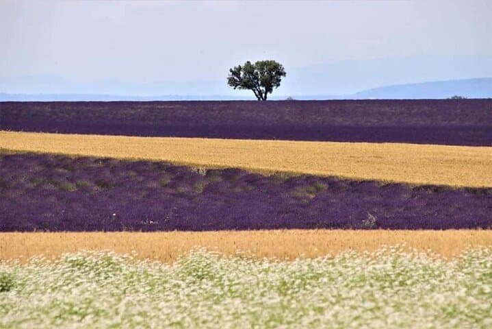 Full-day Private Tour Gorges du Verdon (LAVENDER JUNE 15/JULY 15)