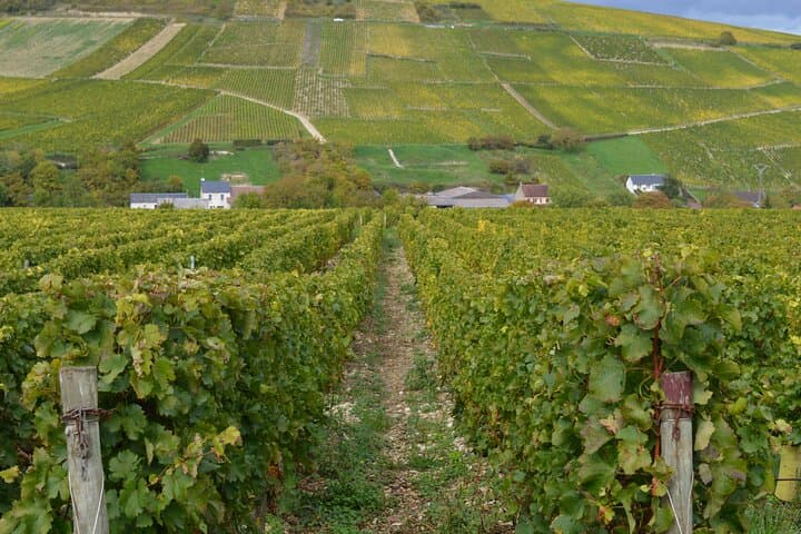 Wineyards sightseeing