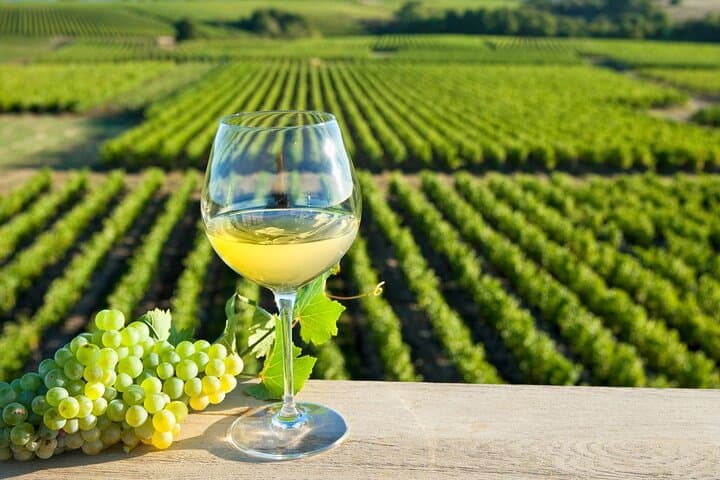 Chinon and Bourgueil wine appellations
