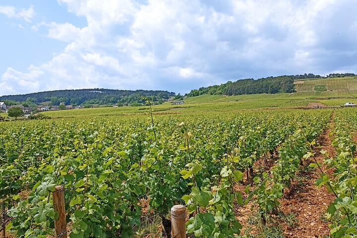 Half-Day Guided Tour with Tasting of Beaujolais Wines