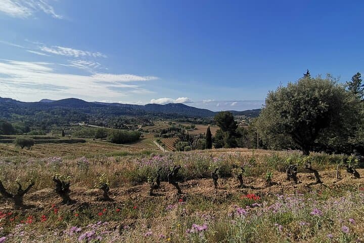Luberon Wine and Charm: Explore the Flavors of the South