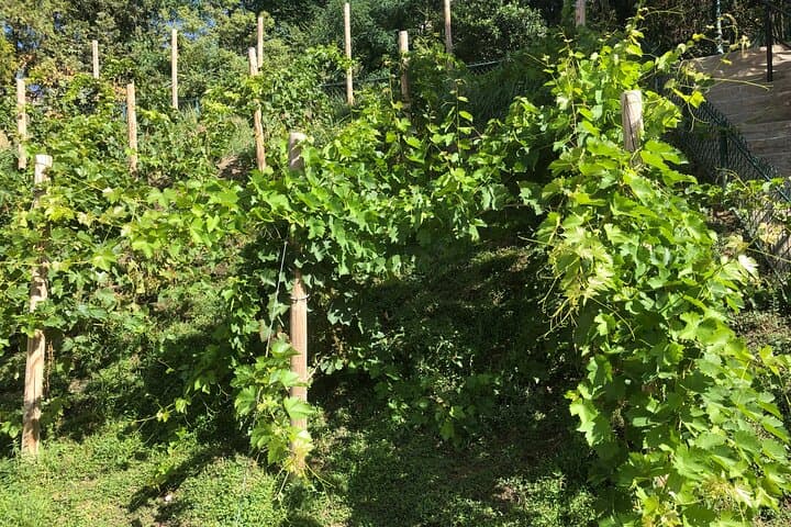 Clos des Arenes