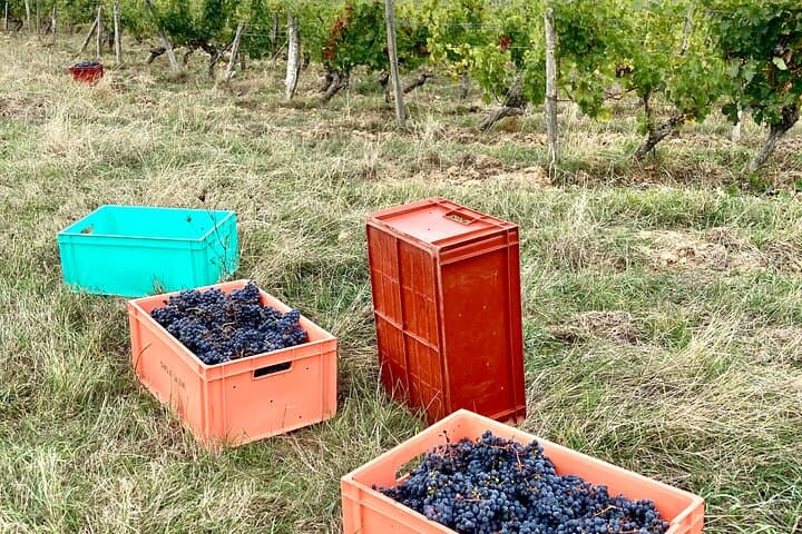 We're a working vineyard.
