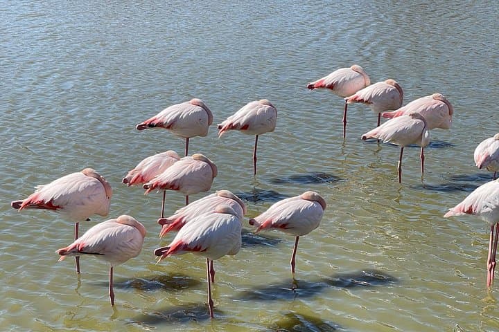pink flamingos