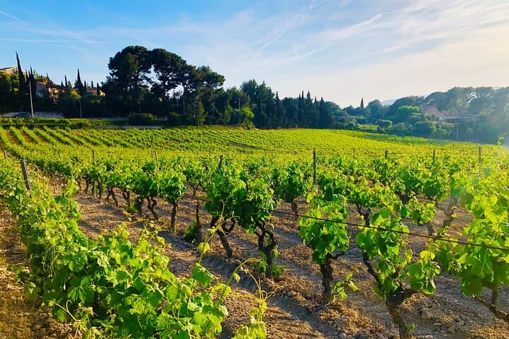 Provence, Vineyards and Lavender Fields Private Day Trip