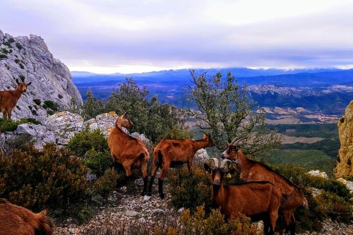 Gorges du Verdon and Lavender Fields Full Day Tour from Nice